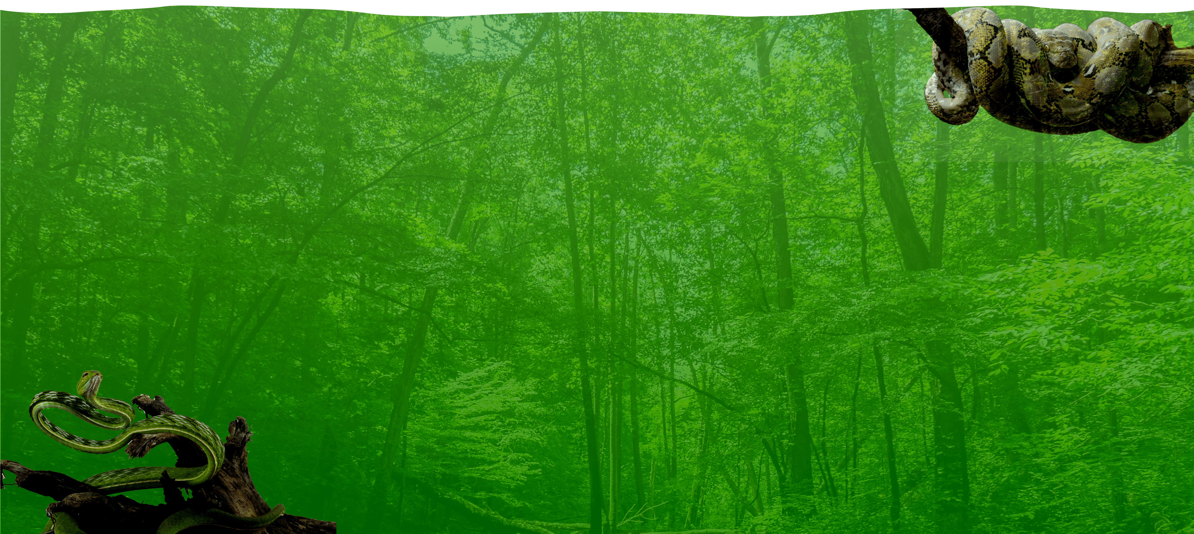 Forest Background