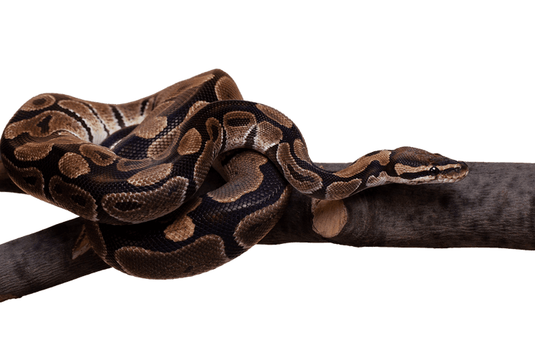Snake Overlay