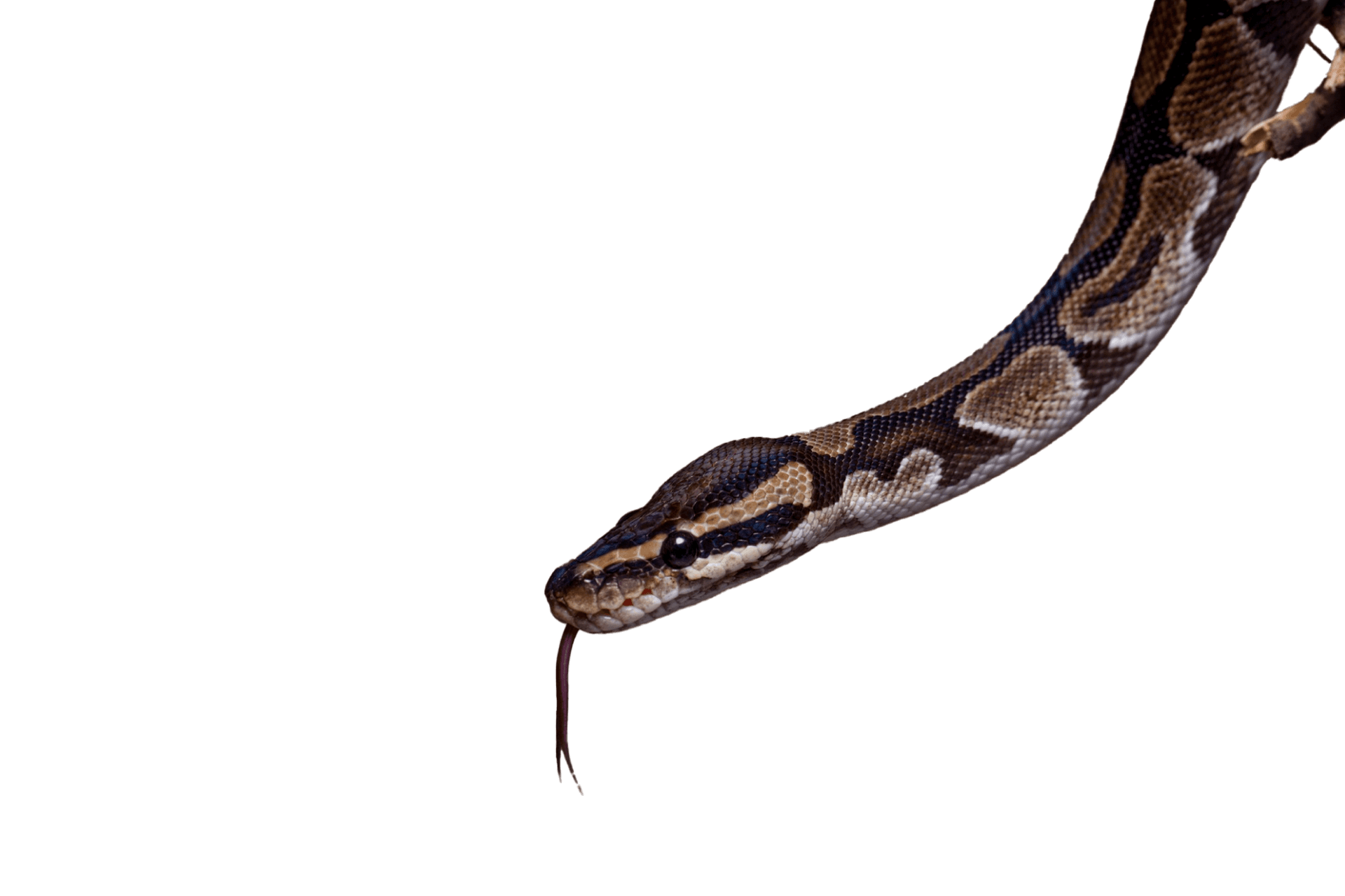Snake